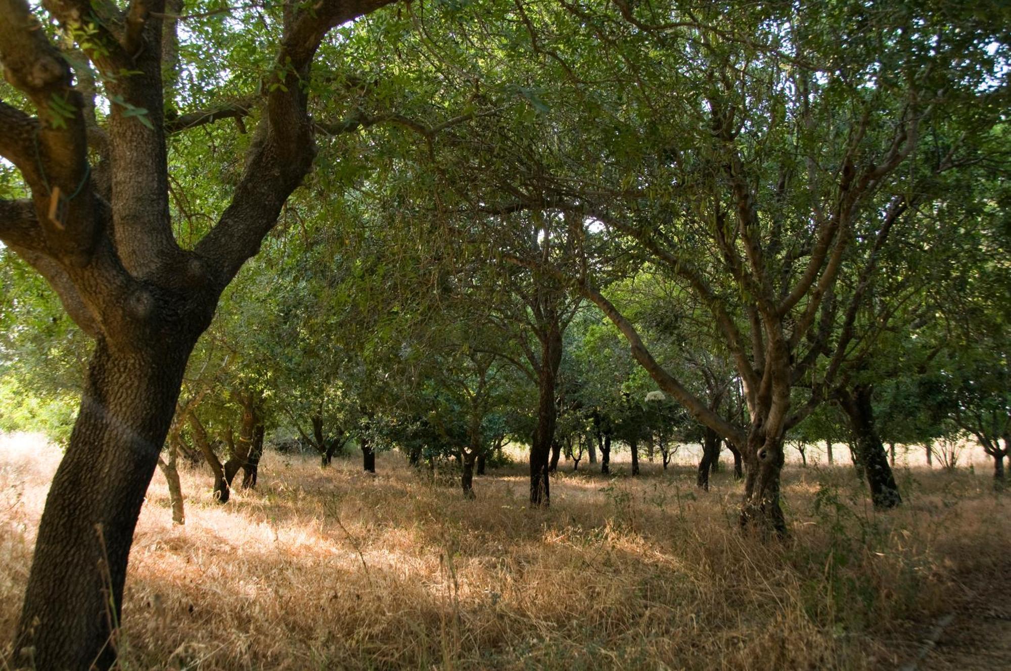 Nes Ammim Hotel Bagian luar foto